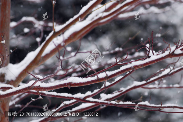 冰雪覆蓋的樹枝