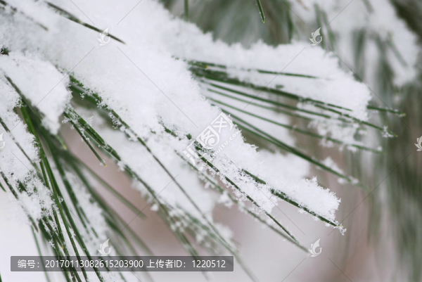 松針上的雪