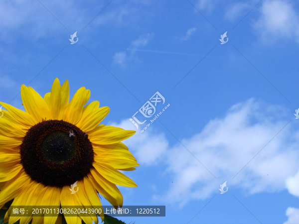 sunflower1