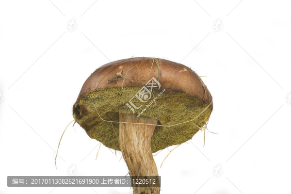 懷爾德蘑菇