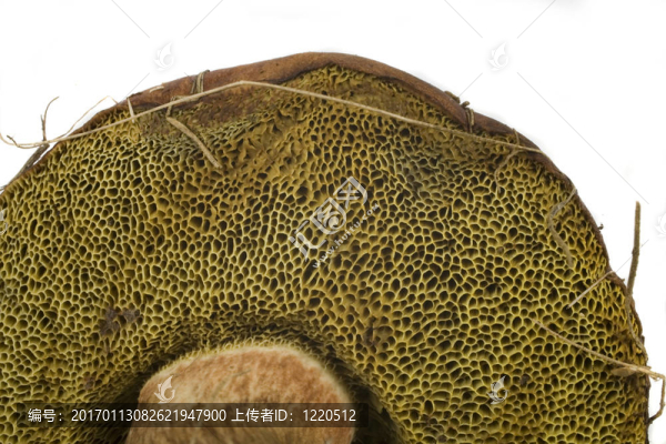 懷爾德蘑菇
