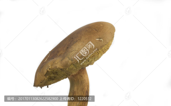 懷爾德蘑菇