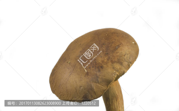 懷爾德蘑菇