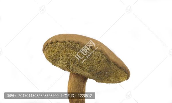 懷爾德蘑菇