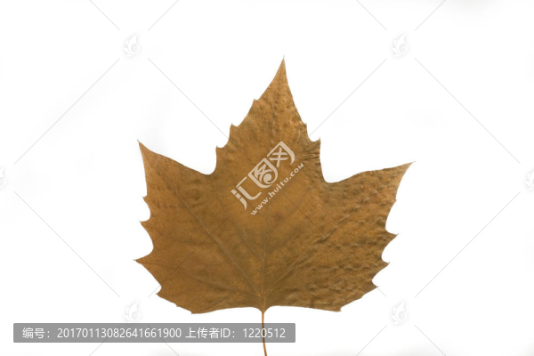 秋天的葉子