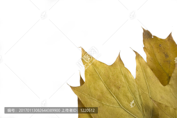 秋天的葉子-匯圖網(wǎng) www.fosd68.com 秋天的葉子