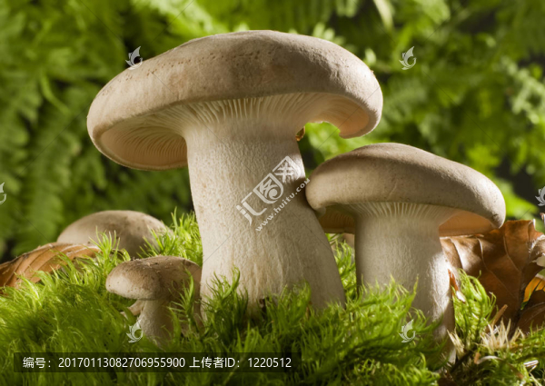 蘑菇