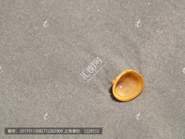 橙色外殼