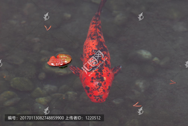 錦鯉魚