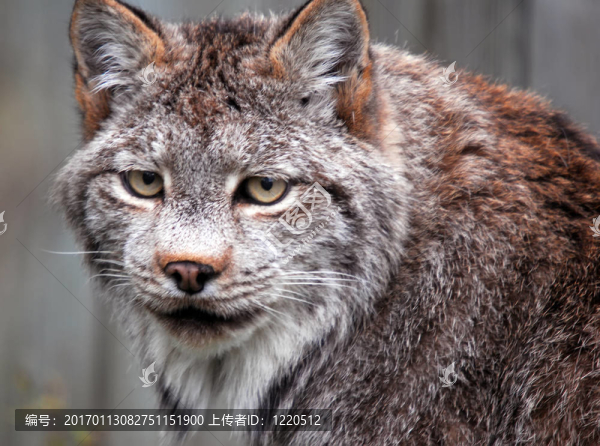 加拿大猞猁（Lynx,canadensis）