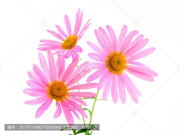 漂亮的粉色非洲菊雛菊