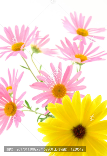 黃色和粉色非洲菊雛菊