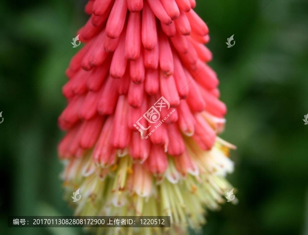 粉紅和黃色的奇跡-匯圖網(wǎng) www.fosd68.com 粉紅和黃色的奇跡