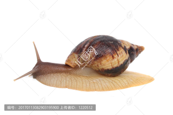 蝸牛