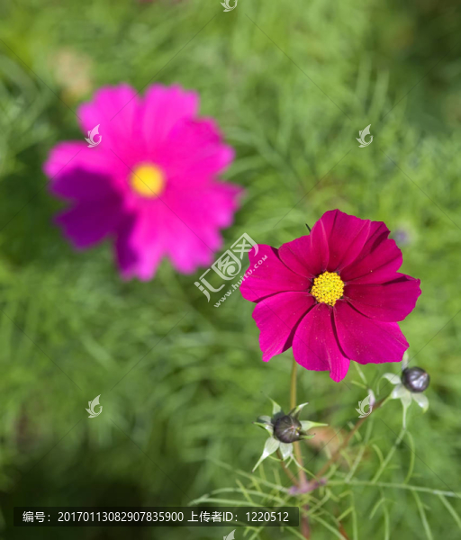 鮮花和視角