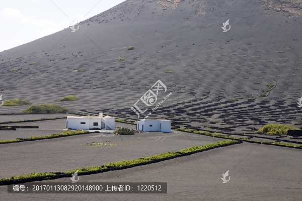 蘭薩羅特島葡萄園