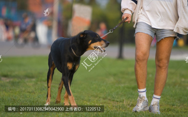 狗和主人