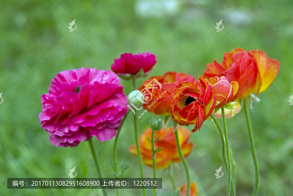 花毛茛