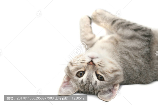 看見一只小貓