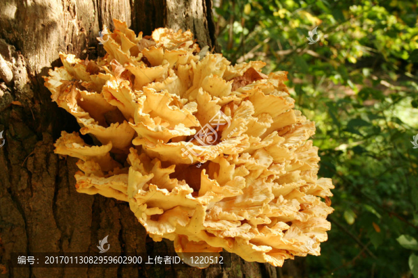 木耳-匯圖網(wǎng) www.fosd68.com 木耳