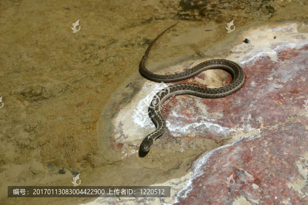 Plains,Garter,Snake（Thamnophis基數(shù)）