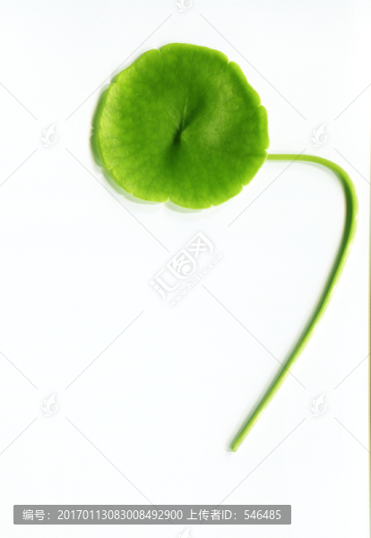 綠葉
