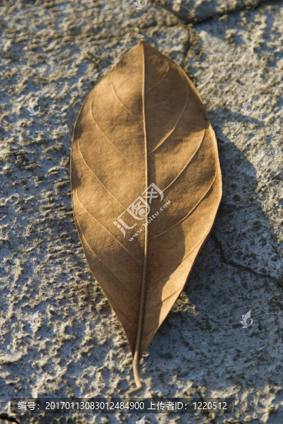 干地上的干葉