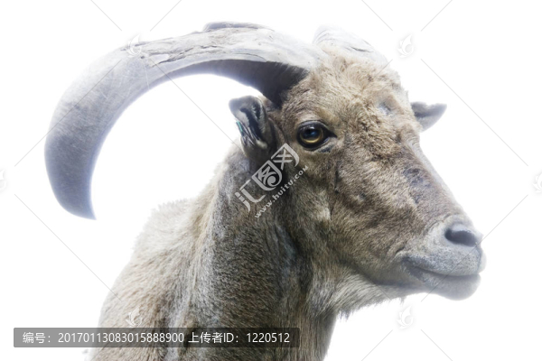 山山羊側(cè)觀