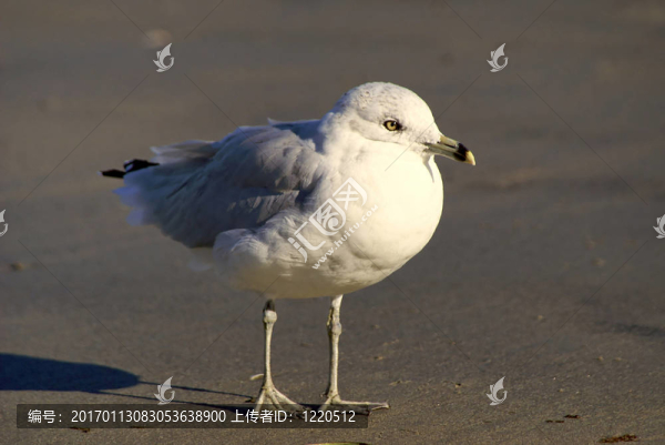 蓄勢(shì)待發(fā)的海鷗