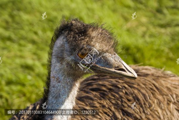 常見的瑞亞-匯圖網(wǎng) www.fosd68.com 常見的瑞亞