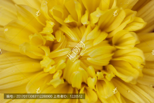 黃色的菊花