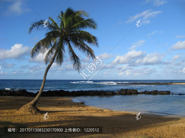 Beach的一棵棕櫚樹