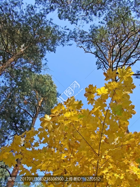 秋天的天空