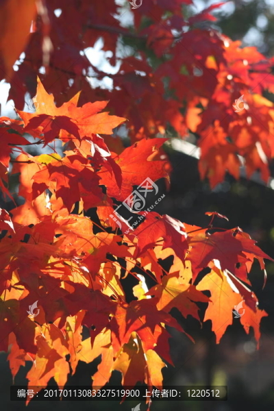 燦爛的紅色楓葉