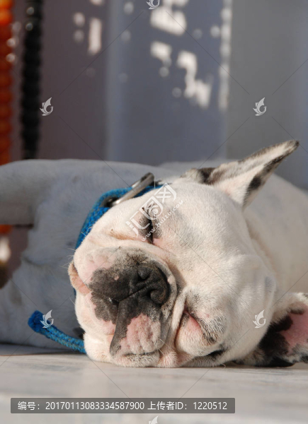 昏昏欲睡的斗牛犬