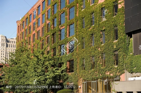 綠色芝加哥
