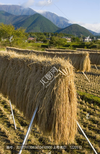 Rice梗