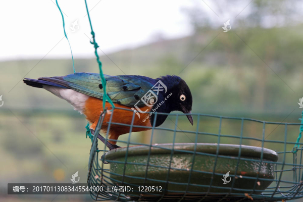色彩鮮艷的鳥