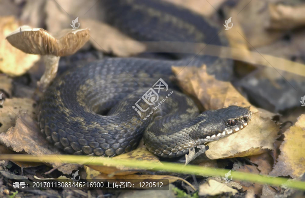 Snake,Vipera蝰