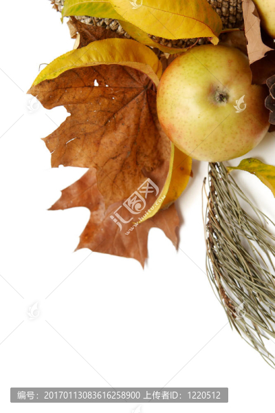 紅葉的安排