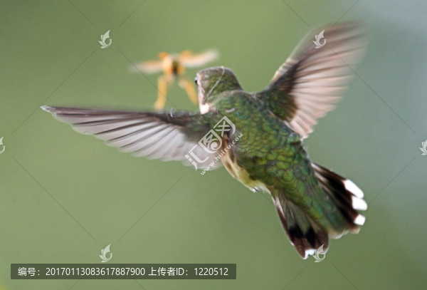 蜂鳥和蜜蜂