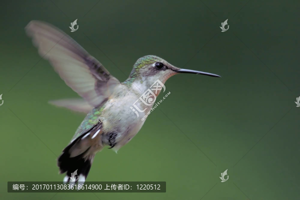 雌性蜂鳥