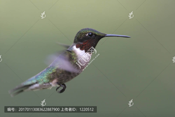 蜂鳥在飛行