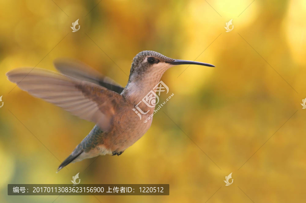 蜂鳥黃