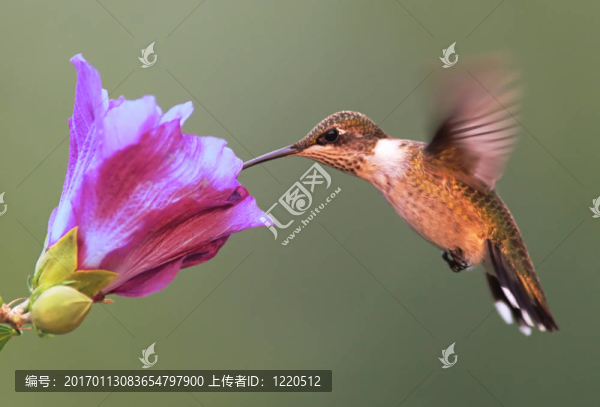 Hummer與芙蓉