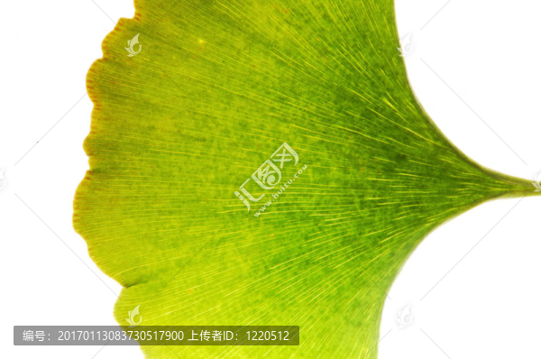 Gingko葉