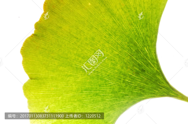 Gingko葉