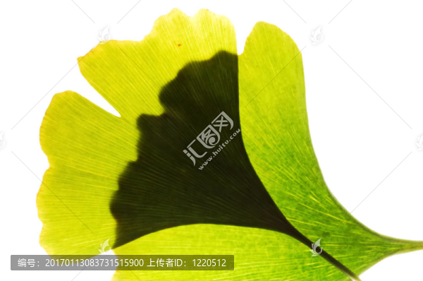 Gingko葉