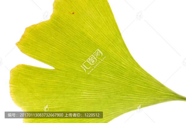 Gingko葉