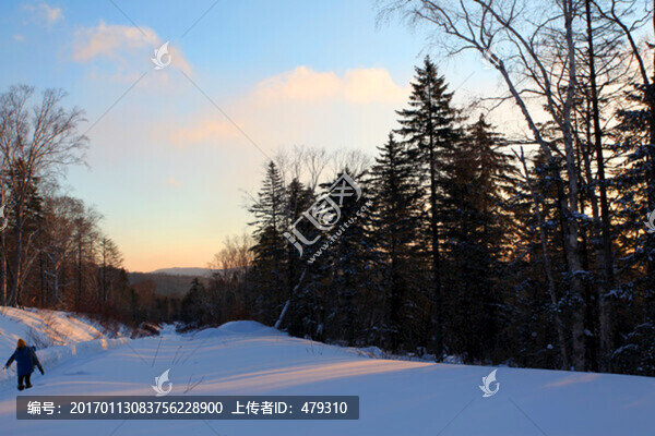 林海雪原,雪鄉(xiāng),樹木